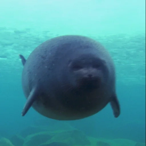 vagues, lamantins gras, animaux de lamantins, animaux nageurs, dugong steller vaches lamantins