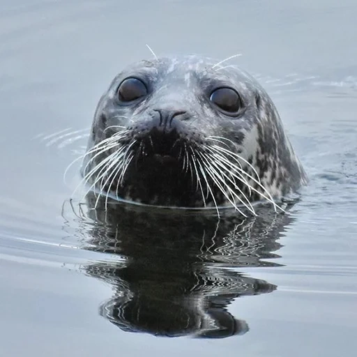 seal, seal, seal, sea of okhotsk seal, ordinary seal