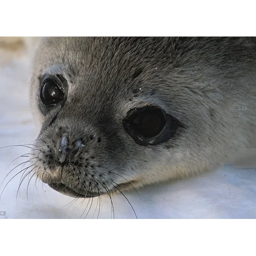 seal, seal, grey seal, crab-eating seal, baikal spotted seal