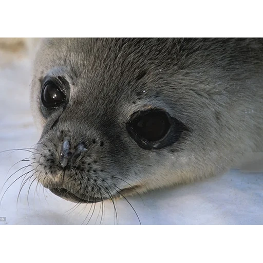 le foche, le foche, la foca grigia, seal cancchio di granchi, seal del lago baikal