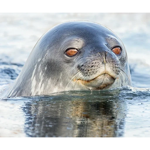 seal, seal, ross seal, crab-eating seal, seal tuba