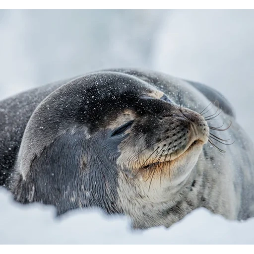 seal, antarctica, weddell seal, ross seal, greenland seal