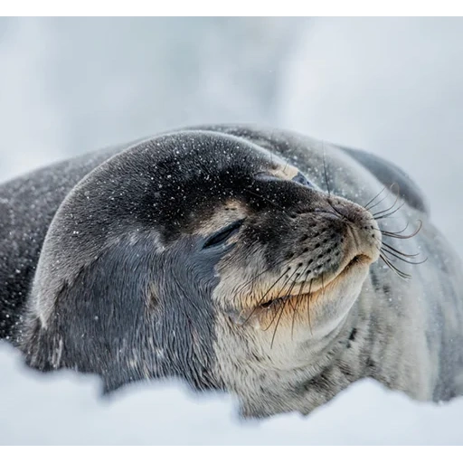 segel, antartika, segel weddell, segel ross, segel greenland