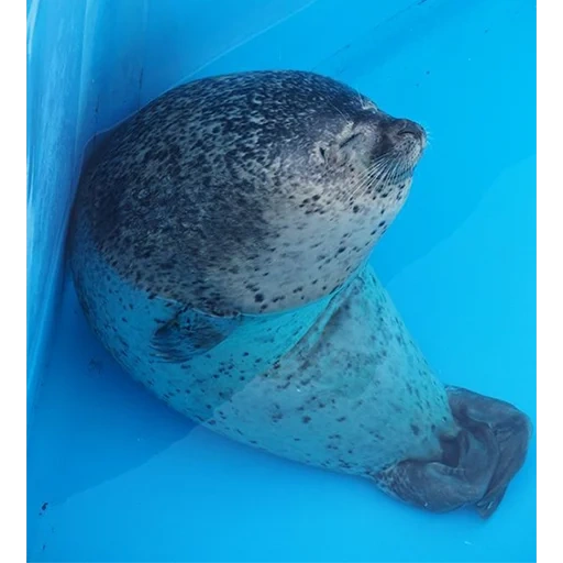le foche, animali di foca, animali marini, seal seal seal, sealidae