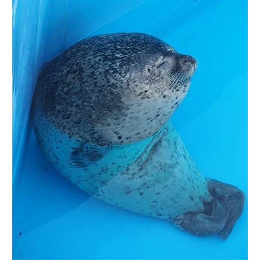 sello, animal severo, los animales son mar, sello de un gato de mar, animales de gatos de mar