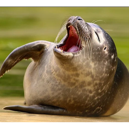 sello, león marino, foca grasa, sello de un gato de mar, bocina