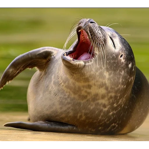 segel, singa laut, segel gemuk, segel kucing laut, tanduk seal seal