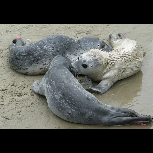 nerpa está durmiendo, sellar morsa, sello del sello, sello de gato de mar, animales animales animales