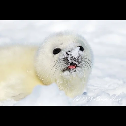 sello, foca blanca, cría de foca, cachorros blancos, sello de bebé blanco