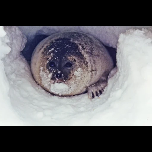 seal, crab-eating seal, ringed seal, lake baikal seal nest, baltic seal baikal seal