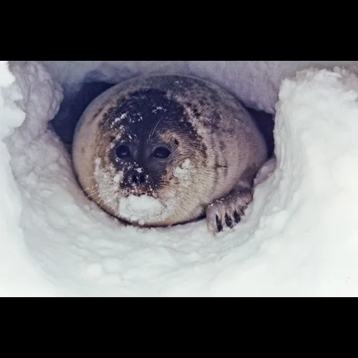 sello, sello krabed, sello timbre, la guarida del sello baikal, sello báltico de baikal