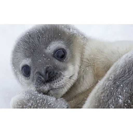 seal, belek the seal, baby seal, seal seal, crested seal pups