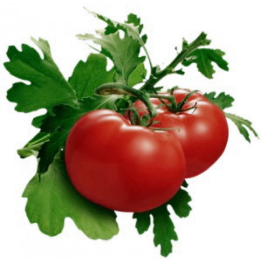 помидоры, помидоры черри, листья помидора, помидор белом фоне, помидор прозрачном фоне