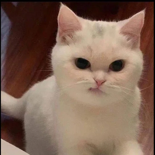 gatto, meme del gatto, un bel sigillo, cucciolo di foca, gatto carino è divertente