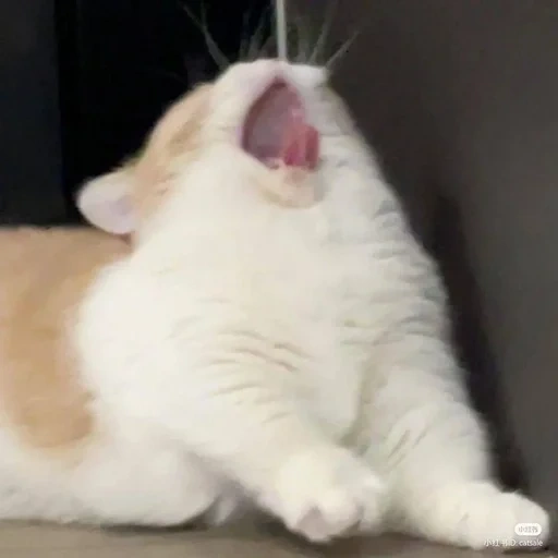 cat, cat, seal, a sneezing cat, fat cat