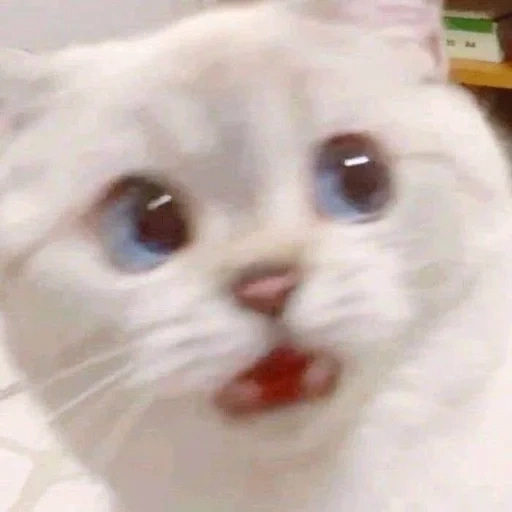 meme de kitty, o gato é meme, meme de gato branco, caro cat meme, gatos fofos de memes