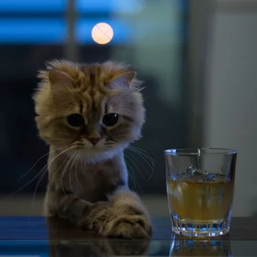 котик в стакане, кот грустит, животные милые, кот в стакане, грустный котик