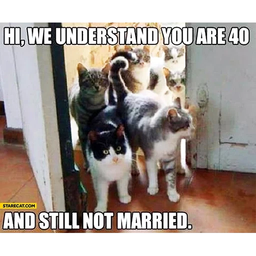 кошка, кот, смешные кошки, смешные коты, 40 котов независимой женщины
