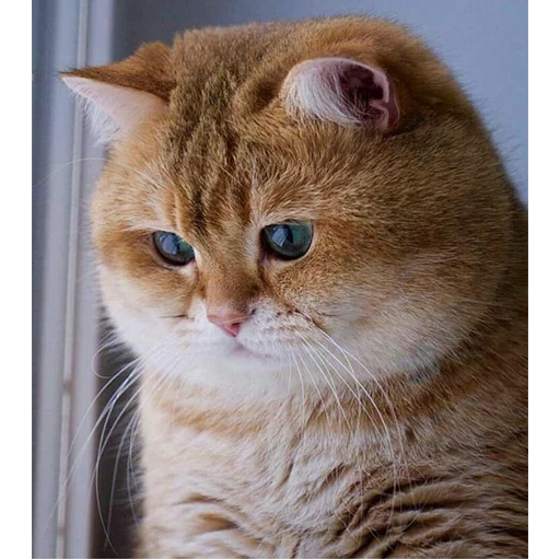 британская шиншилла хосико, кот хосико, хосико кот порода, пухлый кот, кот с круглыми глазами