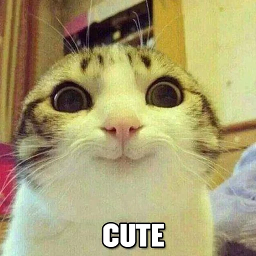 мем довольный кот, улыбающийся кот мем, мем кот, кот думает мем, котик мем
