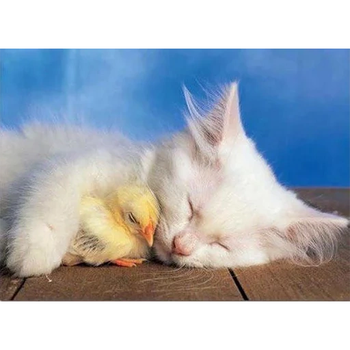 котенок и цыпленок, милые детеныши животных, домашние питомцы, милый цыпленок, sweet dreams