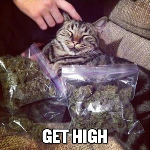 кот наркот, кот с марихуаной, котики наркотики, коты барыги, европейская кошка