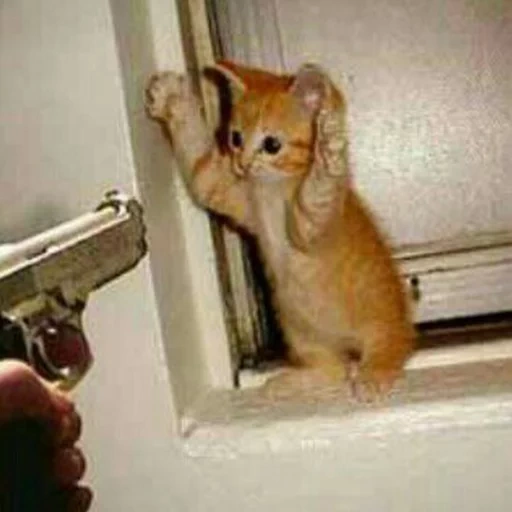 смешная кошка, угрожающий кот, котенок под пистолетом, котенок с пистолетом, кот