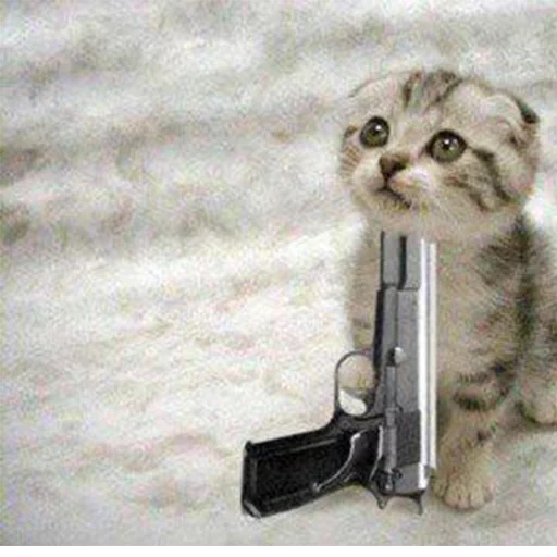 котенок с оружием, котенок с пистолетом, котик с пистолетом, кот с пистолетом, кошка застрелилась