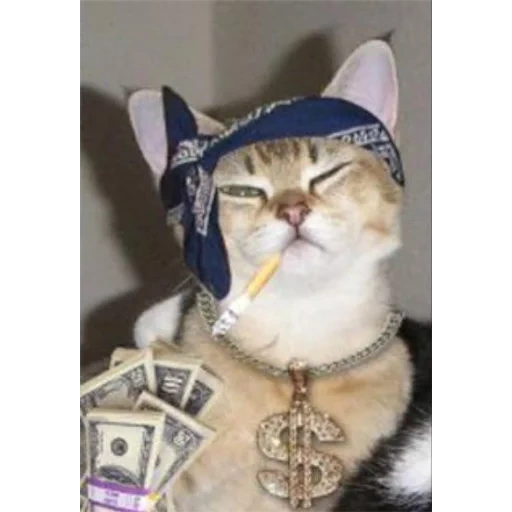 кот гангстер, кот в бандане, коты, коты в банданах, крутой кот