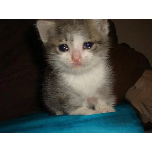 плачущий котик, котик со слезами, плачущие коты, плачущий кот, плачущий котенок