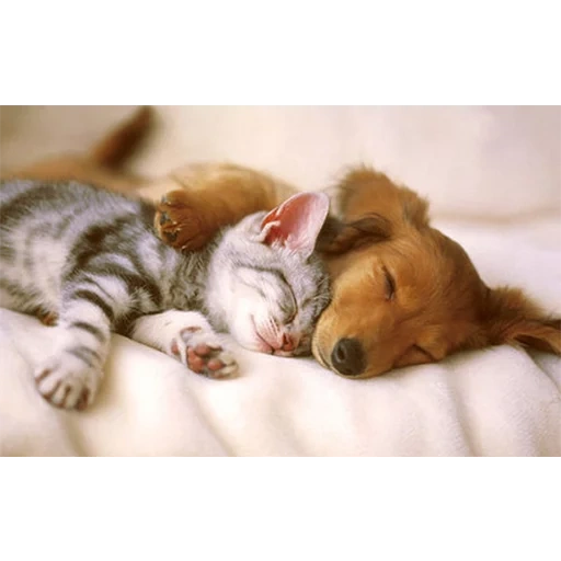 спок ночи, спящий щенок, любимые животные, сладких снов, милые кошечки и собачки