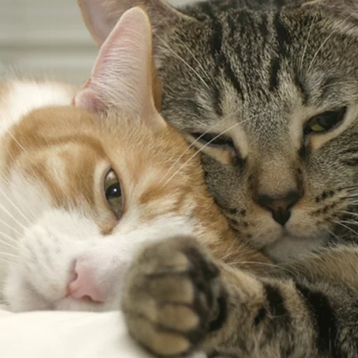 котики обнимаются, ласковый котик, кошка, ласковая кошка, котики обнимашки