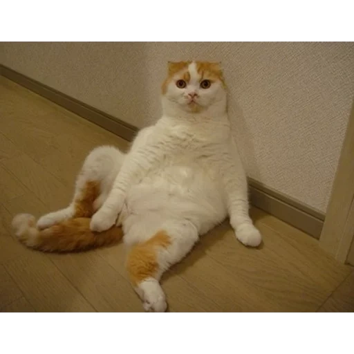 шотландская вислоухая кошка, кот, кот смешно сидит, толстый ленивый кот, жирный кот