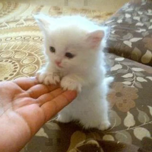 маленький беленький котенок, милые котики белые, белый котенок, турецкая ангора кошка, маленький котик молочний