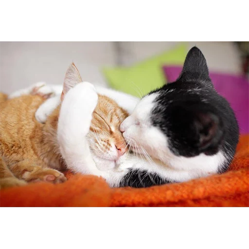 обнимающиеся котики, целующиеся кошки, милые котики любовь, кот, влюбленные котики