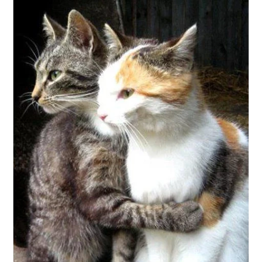 котик обнимашки, обнимающиеся котики, котики, обнимаются кошки, парные котики