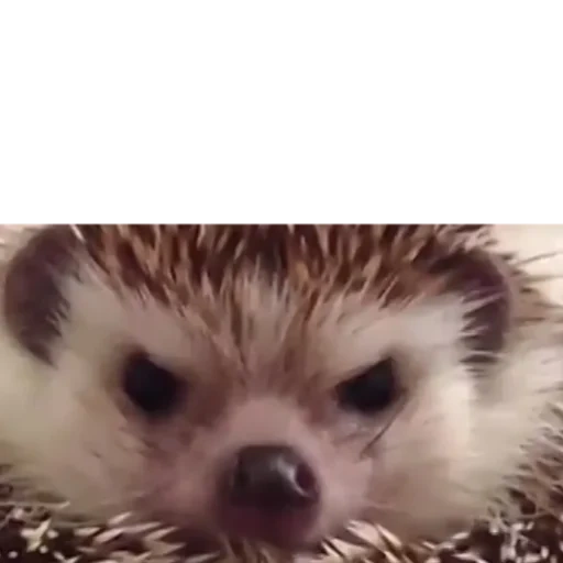 hedgehog, evil hedgehog, sting hedgehog, evil hedgehog meme, little hedgehog