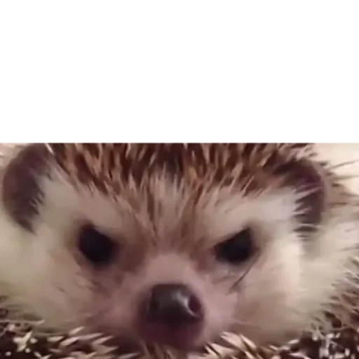 igel, böser igel, dornischer hedgehog, böses hedgehog meme, kleiner igel