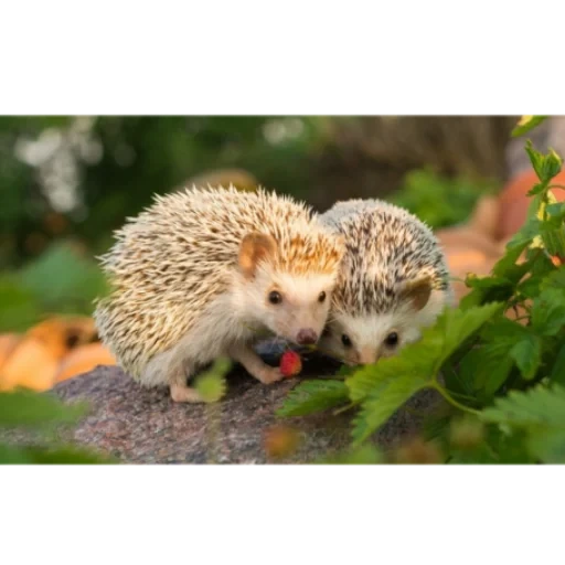 hedgehog forest, hedgehog hedgehog, hedgehog grass, hedgehog hedgehog, hedgehog pet