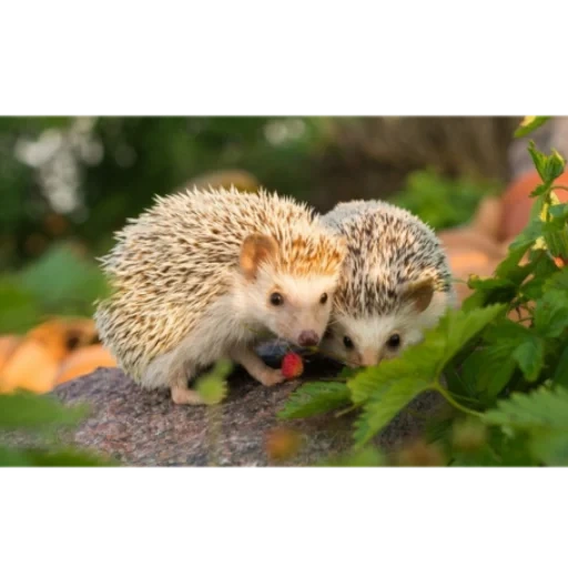 riccio nella foresta, riccio di riccio, erba del riccio, hedgehogs con ricci, hedgehogs animali domestici