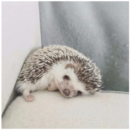 hedgehog es muy lindo, hedgehog, hedgehog cansado, hedgehog triste, pequeño erizo