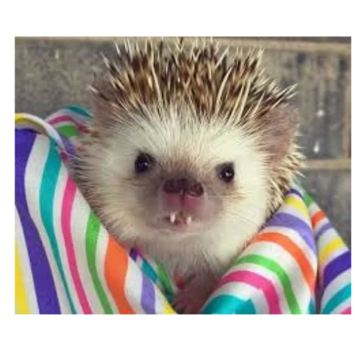 hedgehog, lovely hedgehog, african hedgehog, african hedgehog, dwarf african hedgehog