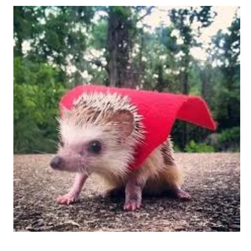 hedgehog, super hedgehog, hedgehog funny, funny hedgehog, hedgehog