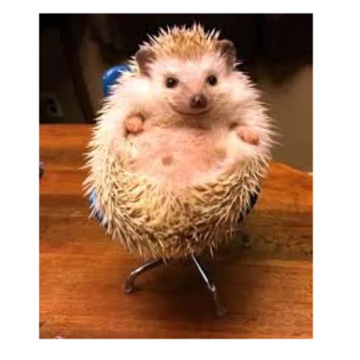hérisson, les hérissons sont mignons, l'estomac de hedgehog, hérisson drôle, les hérissons sont petits