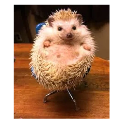 ouriço, os ouriços são fofos, o estômago de hedgehog, ouriço engraçado, os ouriços são pequenos