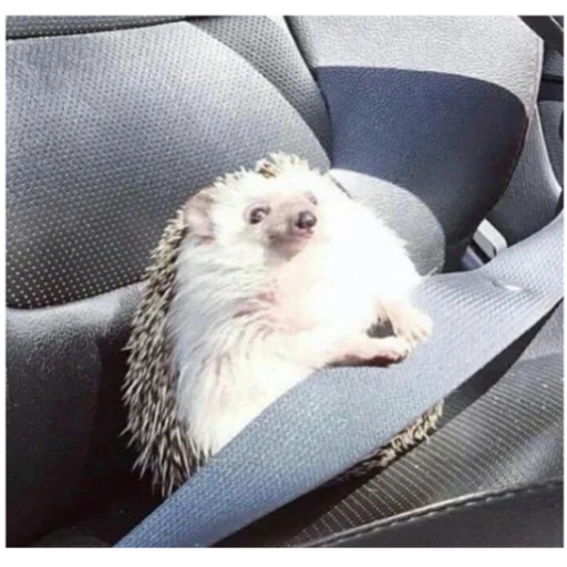 hedgehog, hedgehog en polvo, coche de erizo, hedgehog divertido, hedgehog