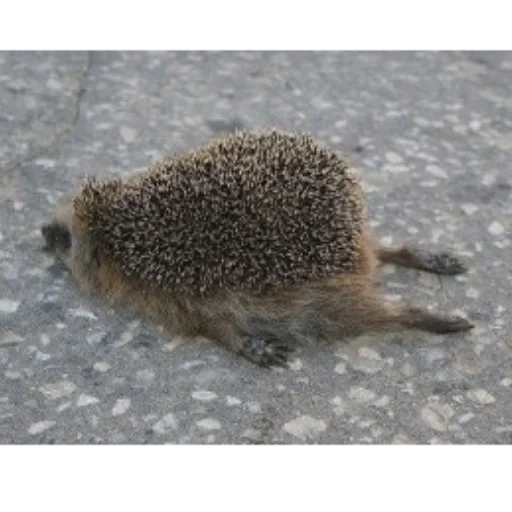 the hedgehog is tired, the hedgehog is tired, dead hedgehog, a weary hedgehog, hedgehog animals