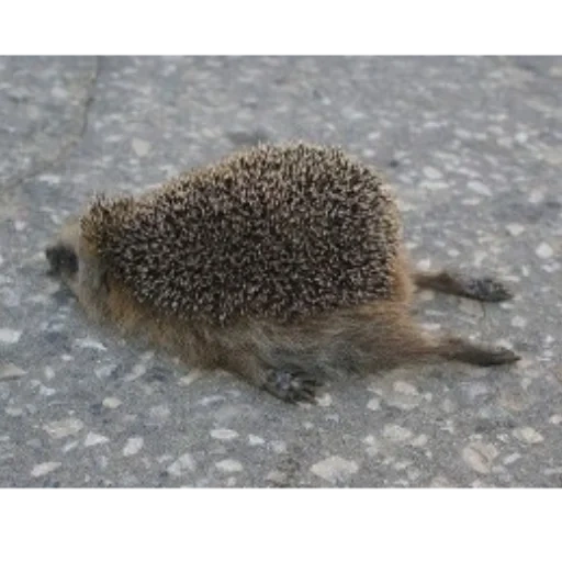 il riccio è stanco, il riccio è stanco, hedgehog morto, riccio stanco, animali ricci