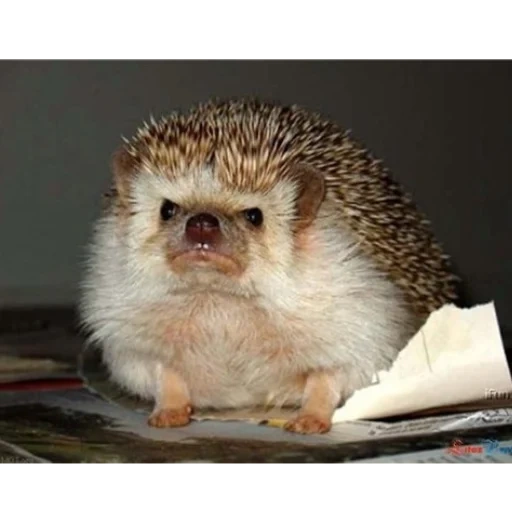 domestic hedgehog, dwarf hedgehog, disgruntled hedgehogs, african hedgehog, african hedgehog