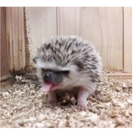 hedgehog hedgehog, curly hedgehog, little hedgehog, dwarf hedgehog, dwarf african hedgehog